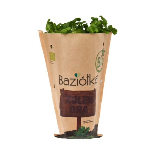 BAZIÓŁKA Kolendra BIO