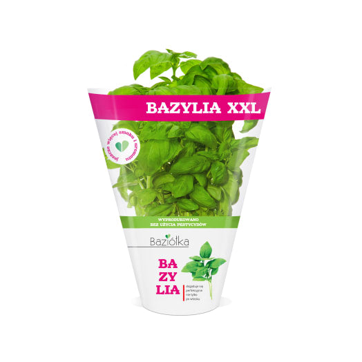 BAZIÓŁKA Bazylia XXL