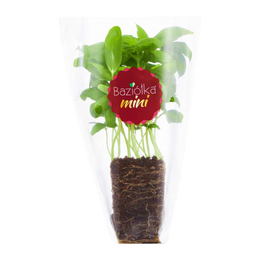 BAZIÓŁKA Mini Bazylia