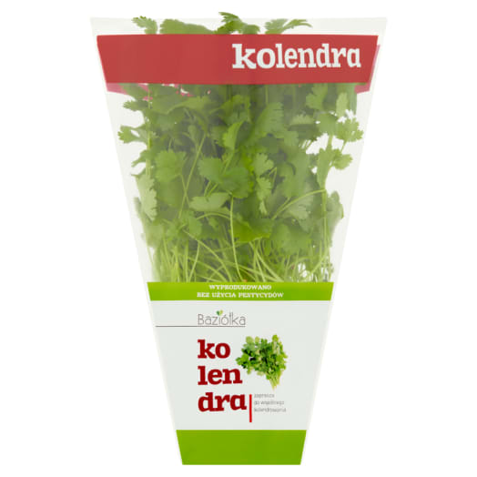 BAZIÓŁKA Kolendra