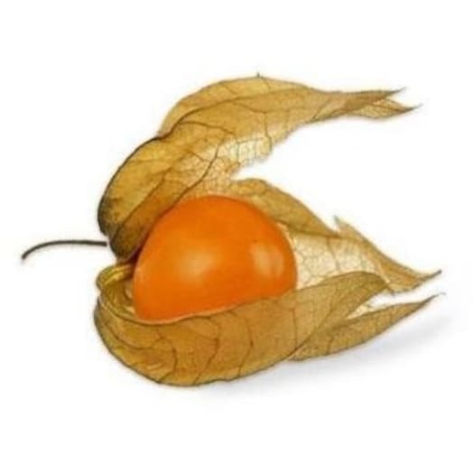 FRISCO FRESH Physalis (Miechunka)
